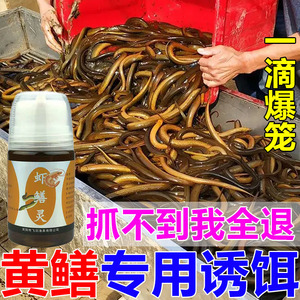 捕黄鳝药