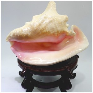 大胭脂螺天然海螺贝壳鱼缸水族箱造景装饰拍照道具家具摆件工艺品