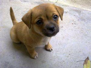 纯种中华田园犬家养串串土狗小笨狗看家活体狗宠物幼犬混血小型中