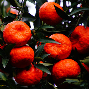 四川红橘陈皮大红袍柑万州古红桔重庆桔子陈允斌农家5中大果10斤