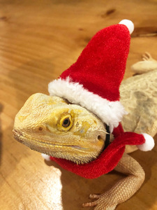 守宫鬃狮蜥蜴衣服圣诞节套装爬宠小宠宠物帽子围巾组合小宠头饰