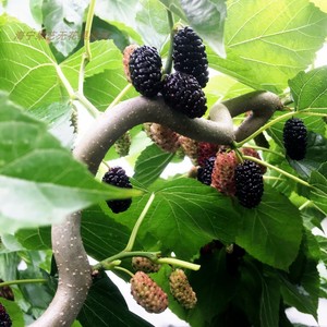 九曲龙桑龙拐桑自然弯曲观赏桑 云龙盘龙桑树苗 新品种桑葚树苗