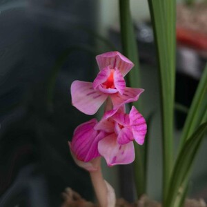 新店开张亏本价 兰花s 春兰 红芯荷 宋梅 y  盆栽花卉