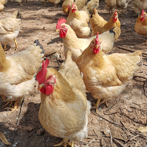 咕咕鸡整只生鲜走地新鲜安全好吃掏膛宰杀光广西土鸡三黄鸡南宁力源