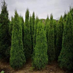 苗柏树苗松树苗蜀桧苗松龙柏苗塔柏树苗圆柏树包tb40170761588612