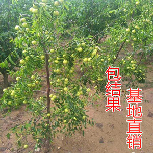 中华大梨枣