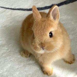 兔子活物小型黄色侏儒兔宠物兔长不大迷你双血统纯种荷兰兔茶杯兔