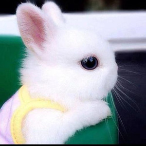 纯白色侏儒兔活体长不大迷你小型海棠西施垂耳茶杯兔宠物兔子活物
