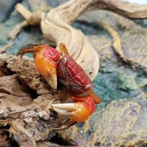 的淡水螃蟹观赏小型小螃x蟹辣椒混养家养动物清洁好养水生