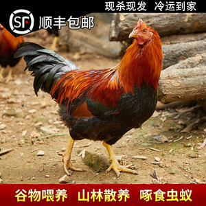 鸡280天正宗清远鸡走地鸡阉鸡脆皮鸡土鸡 新鲜大公鸡扇鸡现杀现发