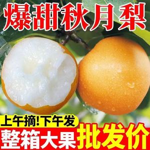 正宗秋月梨新鲜水果9斤山东莱阳当季现摘现发整箱包邮梨子