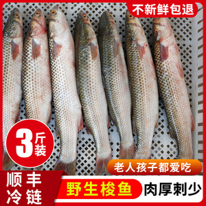 【大梭鱼】大梭鱼品牌,价格 - 阿里巴巴