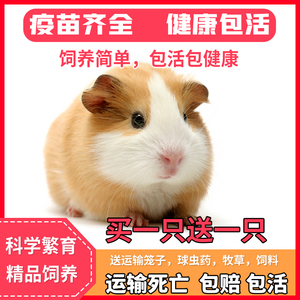 自家繁殖宠物荷兰猪活体荷兰鼠豚鼠活物宝宝天竺鼠可爱包健康包活