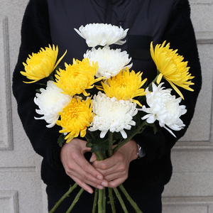 清明节祭祀菊花鲜花黄白菊大朵直批云南基地直发新鲜扫墓散装花束