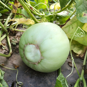 4斤新鲜甜瓜湖北农家自种小香瓜梨瓜小白瓜脆甜宝苹果瓜时令水果