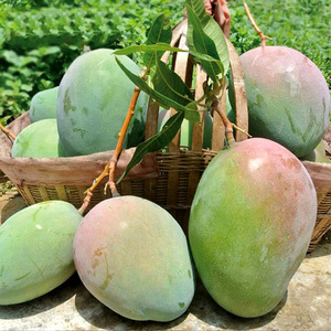 产地直发四川攀枝花凯特芒果大青芒新鲜水果凯特芒果