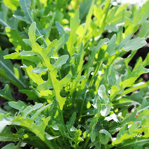 芝麻叶新鲜生菜芝麻菜250g火箭菜新鲜即食西餐食材蔬菜沙拉生菜