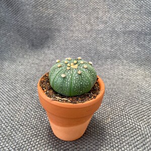 实生星兜锦仙人球植物小盆栽室内桌面绿植防辐射星球属多肉花卉