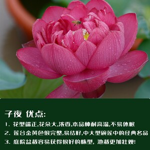 子夜碗莲子型观赏莲盆栽荷花种y藕苗大阳台室内庭院鱼池花养鲜水