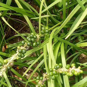稀有植物四季麦冬小苗兰花三七种籽大耐寒种子产地爆款多年生散装