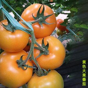 黄色大番茄种子孑精品大西红柿子大黄种籽春季秋阳台盆栽水果酸甜