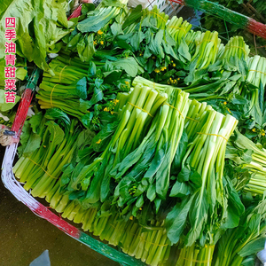 四季油青甜菜心圆叶种子红菜苔白苔种籽直销蔬菜阳台盆栽孑春季