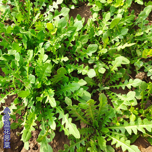 野生花叶荠菜种籽小叶紫红蓝花荠荠菜种子孑阳台盆栽直销四季野菜