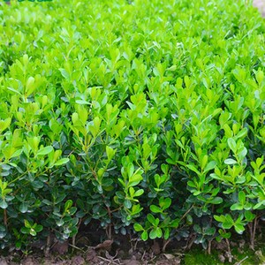 小叶黄杨树苗庭院四季常青花园绿篱笆围墙植物耐寒南北方绿化苗木