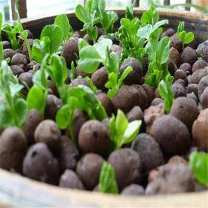 陶粒 养花专用鱼菜共生陶粒沉水重质水培生物陶砾花卉无土栽培专