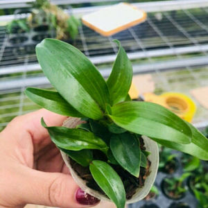 水莲石斛又名姬美石斛植株迷你盆栽开花花期长绿植花卉兰花水莲
