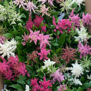 进口花卉落新妇盆栽阳台花园多年生宿根耐阴花卉络新妇大苗办公桌