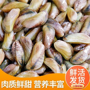 青岛大虾旗舤店淘宝【鲜活】海瓜子海螺丝鲜货海丁海锥尖锥海螺蛳