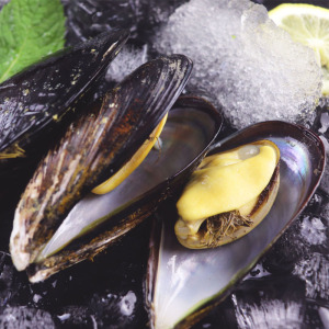 鲜活嵊泗贻贝1500克 国家地理标志 枸杞岛厚壳黑口贝 青口壳