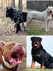 纯种卡斯罗幼犬大型狩猎犬血统杜高犬幼犬巨型比特犬幼犬活体纯种