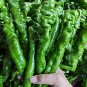 新鲜螺丝辣椒5斤包邮农家蔬菜青皱皮椒虎皮椒特辣椒红椒全场包邮