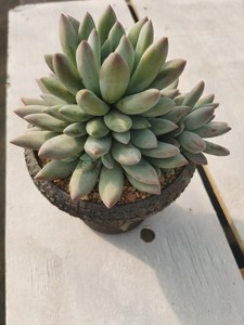 所罗门多肉老桩