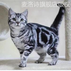 美短虎斑幼猫活幼体美短猫加白起司小猫崽可爱学生好养活虎斑猫