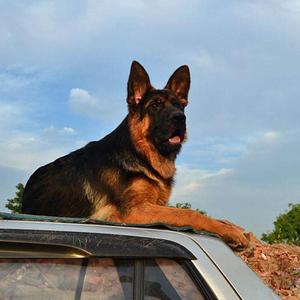 德国牧羊犬混血幼犬锤系大头弓背警犬马犬看家犬黑背狼狗德牧警犬