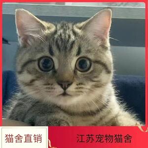 中华田园猫活体家养宠物猫狸花猫狸白猫可爱温顺橘白猫橘猫小花猫