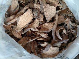 中草药根 野生石猪肝 中药材 正品 石马蹄 双座莲500克石猪心