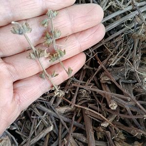 潮汕草药 金不换九层塔 罗勒 臭苏兰香鱼生菜 500g枝叶 干品包邮