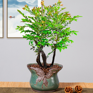 老桩大型树苗办公室木本盆栽小叶紫檀盆景植物室内镇宅绿植客厅