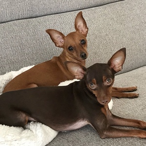 纯种小鹿犬幼犬迷你杜宾犬笃宾犬小型茶杯狗红棕黄铁包金色家养犬