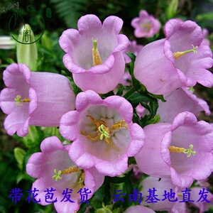 蓝紫色重瓣丹麦梦露风铃花草盆栽植物带花苞室内客厅花卉四季易活