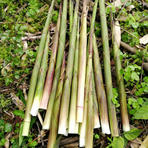 野生小竹笋新鲜春笋尖嫩5斤带壳江西毛竹笋尖现挖农家野菜凉拌菜