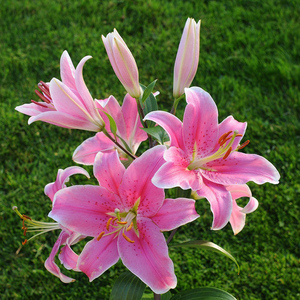 左家花园 国产香水百合种球东方百合花种子易养四季sorbonne 索邦