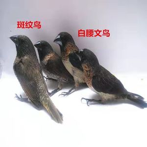 活体放生观音鸟活鸟成年鸟观赏鸟宠物鸟活物小鸟上手家养鸟会飞