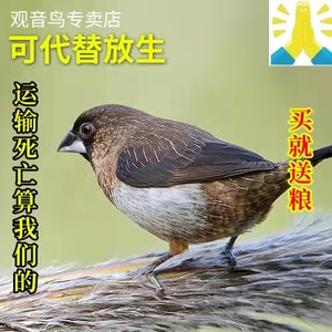 活鸟放生鸟观音鸟活体手养斑纹鸟十姐妹白腰文鸟观赏宠物活物小鸟
