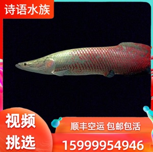 巨骨海象鱼红尾巨骨海象巨骨鱼七彩海象大型热带鱼活体