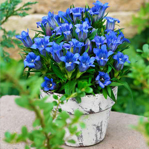 龙胆花盆栽四季